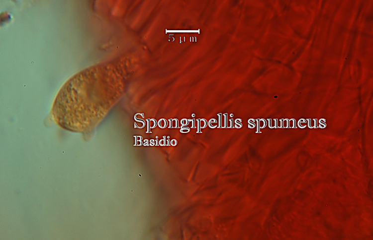 Spongipellis spumeus (Sowerby) Pat.